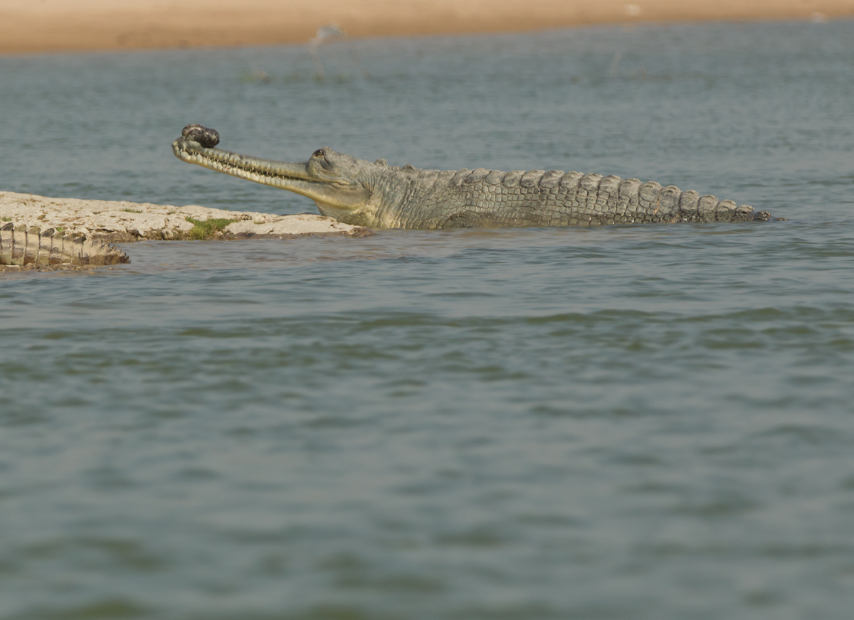 7 gharial male 1200pw 7 gharial male 1200pw