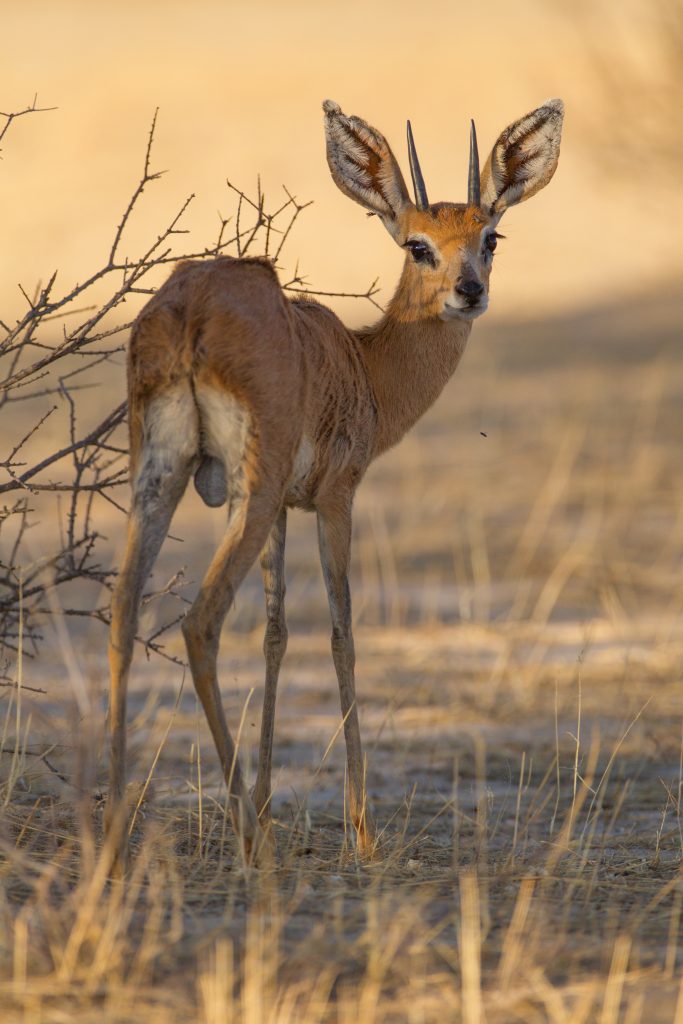 vertical shot of a cute roe deer in the desert near the trees